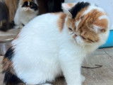 À vendre, 1 chaton Exotic Shorthair LOOF femelle calico arlequin née en mars 2025