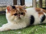 À vendre, 1 chaton Exotic Shorthair LOOF femelle calico arlequin née en mars 2025