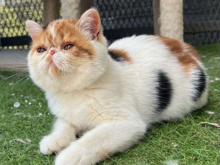 À vendre, 1 chaton Exotic Shorthair LOOF femelle calico arlequin née en mars 2025