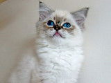 À vendre, 1 chaton Ragdoll LOOF mâle, seal bicolore tabby né en mai 2025