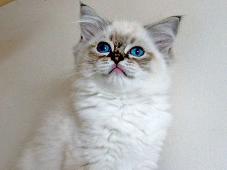 À vendre, 1 chaton Ragdoll LOOF mâle, seal bicolore tabby né en mai 2025