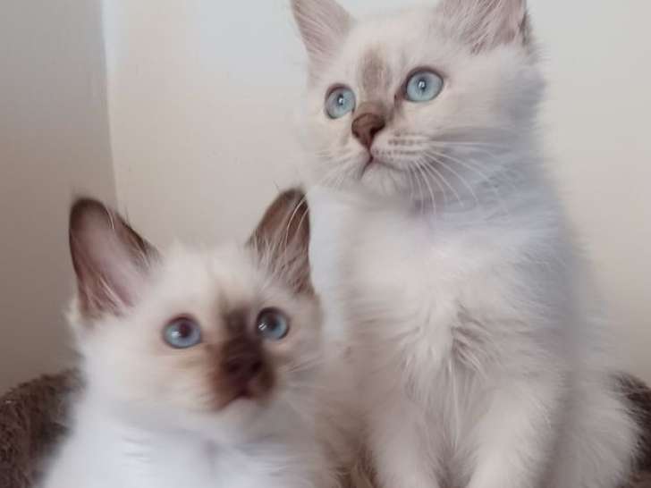 3 chatons Sacré de Birmanie LOOF à vendre, chocolat, lilac et lilac tabby point nés en mai 2025