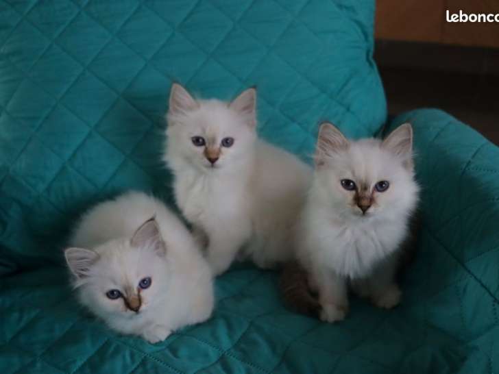 3 chatons Sacré de Birmanie à réserver, couleur chocolat et seal tabby point nés en juin 2025