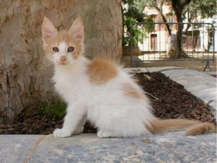 À réserver, 6 chatons Maine Coon LOOF polydactyles nés en juin 2025