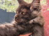 2 chatons femelles Maine Coon black smoke nées en avril 2025 LOOF à vendre