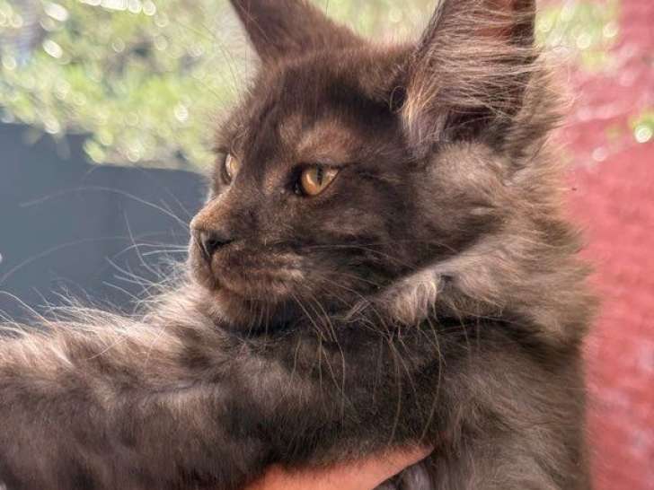 2 chatons femelles Maine Coon black smoke nées en avril 2025 LOOF à vendre