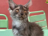 2 chatons femelles Maine Coon black smoke nées en avril 2025 LOOF à vendre