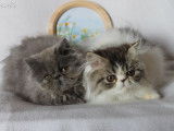 Mise en vente de 2 chatons Persan LOOF d’avril 2025, mâle brown et blanc et femelle bleue
