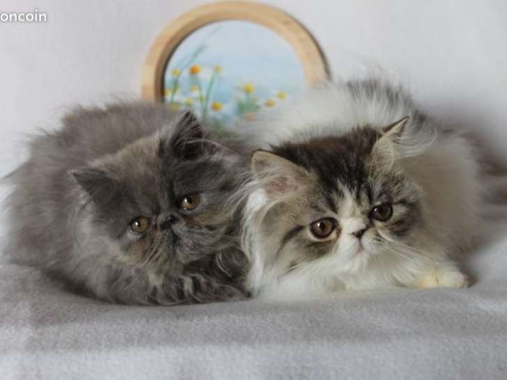 Mise en vente de 2 chatons Persan LOOF d’avril 2025, mâle brown et blanc et femelle bleue