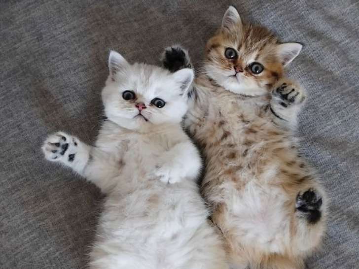 4 chatons Exotic Shorthair nés le 17 mai 2025 à vendre, LOOF et couleurs variées