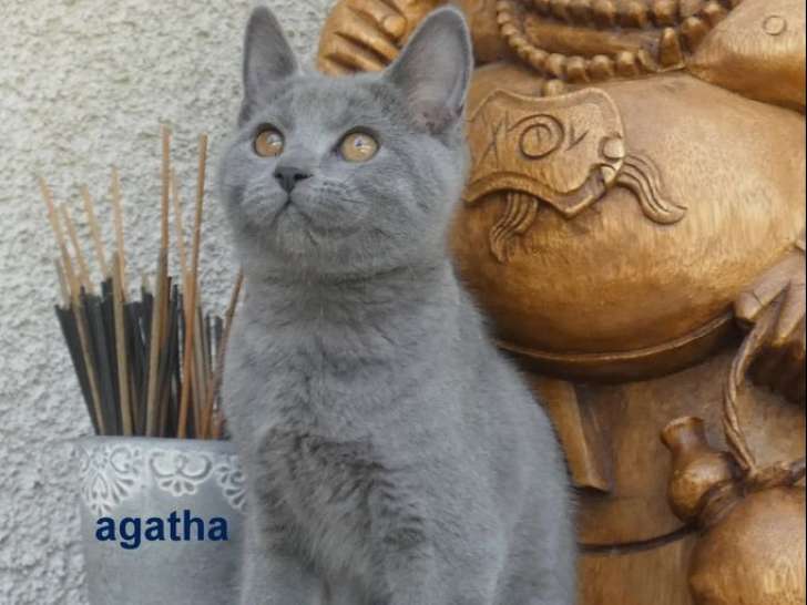 2 chatons femelles bleues Chartreux nées en avril 2025 à vendre LOOF