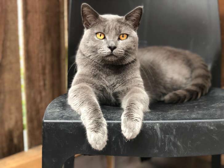 Chatons chartreux LOOF ou non LOOF à vendre