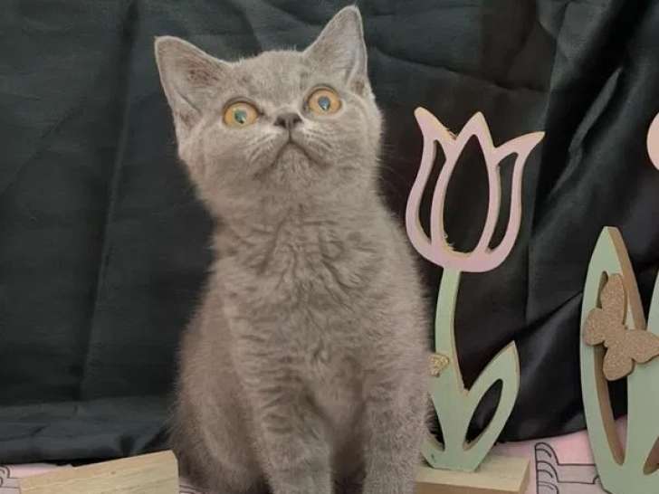 À vendre une chatonne British Shorthair bleue (LOOF)