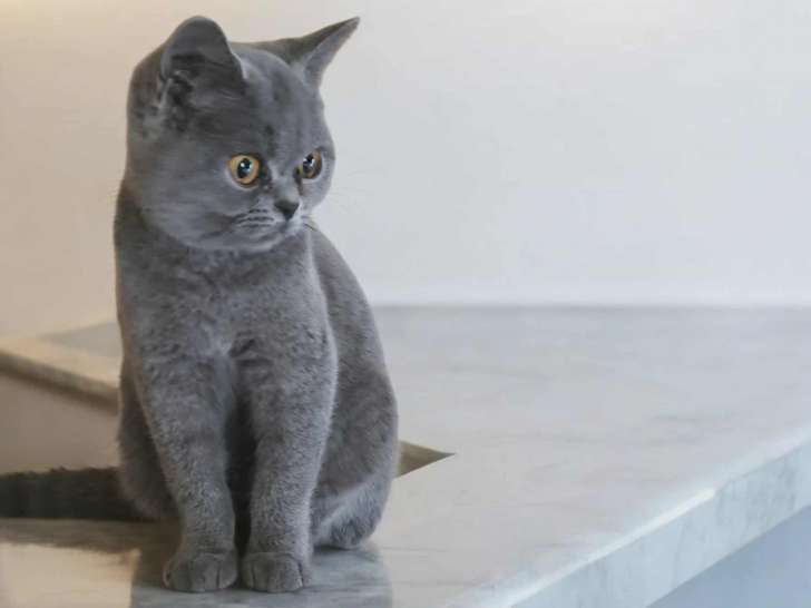 À vendre une chatonne British Shorthair bleue (LOOF)