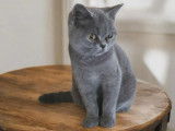 À vendre une chatonne British Shorthair bleue (LOOF)