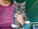 Un chaton mâle Maine Coon LOOF black smoke à réserver