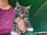 Un chaton mâle Maine Coon LOOF black smoke à réserver