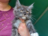 Un chaton mâle Maine Coon LOOF black smoke à réserver