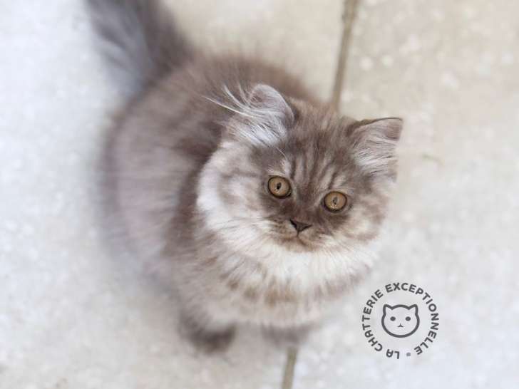 Chatons British Longhair british smoke à vendre
