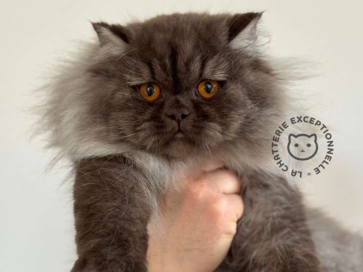 British Longhair chocolate smoke
