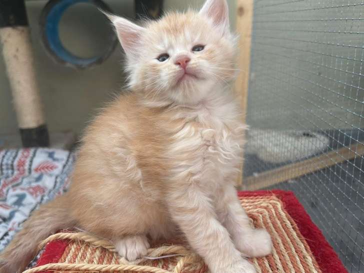 Chatons Maine Coon à vendre