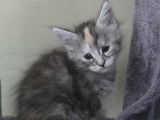 Chatons Maine Coon à vendre