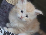 Chatons Maine Coon à vendre