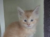 Chatons Maine Coon à vendre
