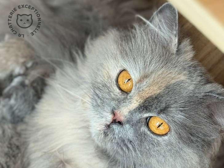 Femelle British Longhair blue tortie à vendre