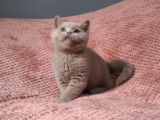 À vendre 2 chatons mâles British Shorthair (LOOF