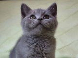 À vendre 2 chatons mâles British Shorthair (LOOF