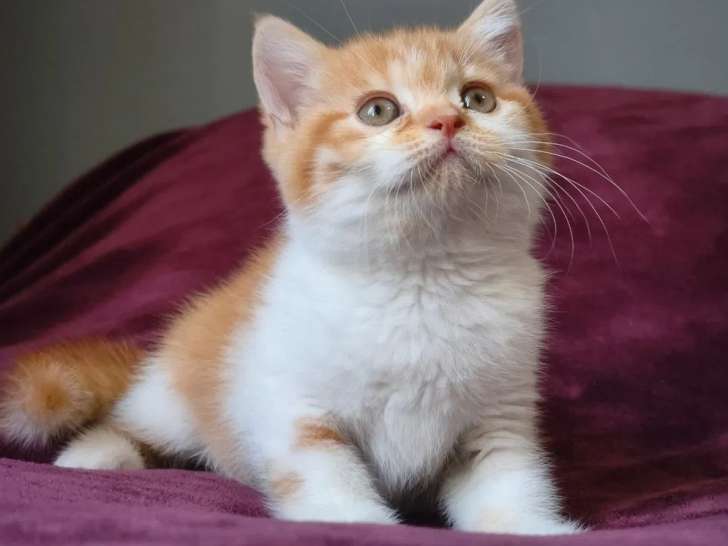 Un chaton British Shorthair mâle LOOF à vendre