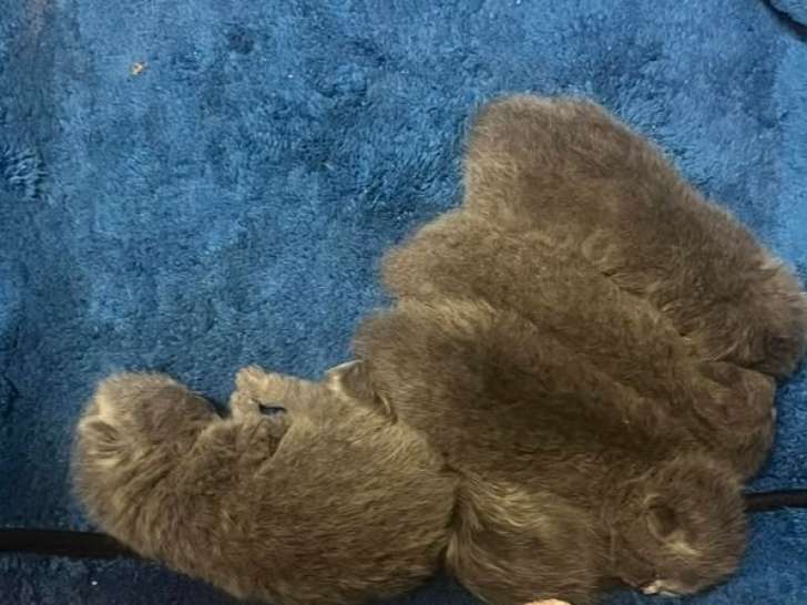 Chatons British Shorthair à réserver
