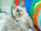 Une chatonne Maine Coon high black smoke LOOF à acheter