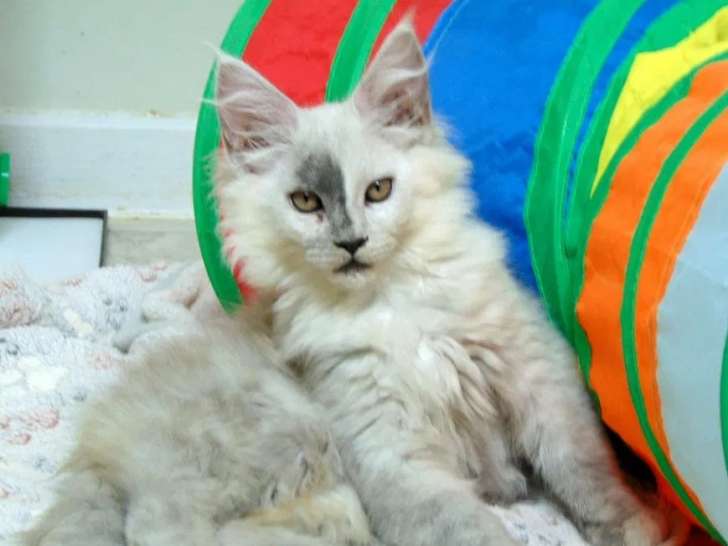 Une chatonne Maine Coon high black smoke LOOF à acheter