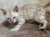 1 chaton mâle Bengal LOOF snow à réserver