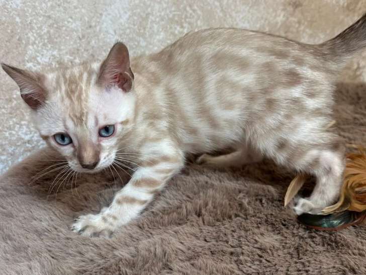 1 chaton mâle Bengal LOOF snow à réserver