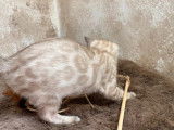 1 chaton mâle Bengal LOOF snow à réserver