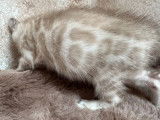 1 chaton mâle Bengal LOOF snow à réserver
