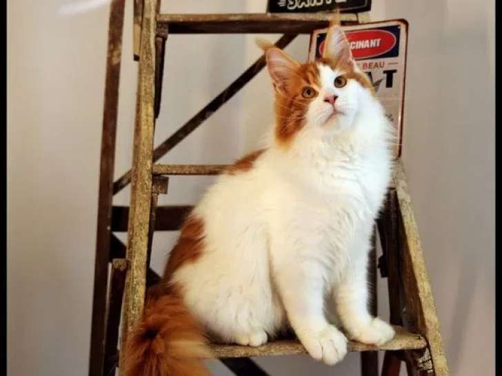 Un chaton mâle Maine Coon LOOF bicolore à acheter