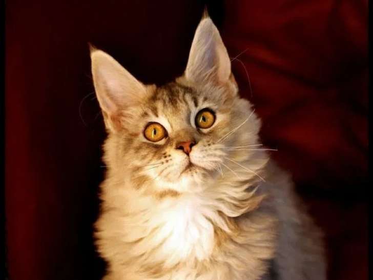 Disponible à l’achat une chatonne Maine Coon bleue (LOOF)