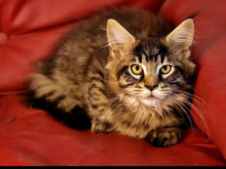À vendre un chaton mâle Maine Coon brown tabby LOOF