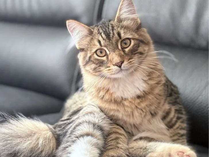 Un chaton mâle Sibérien LOOF disponible à l’achat