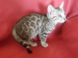 À réserver une chatonne Bengal à rosettes ‘LOOF)