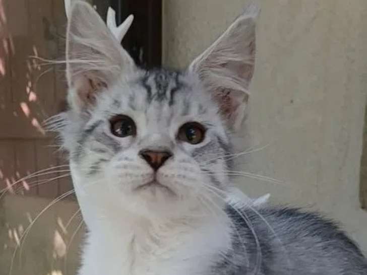 Des chatons Maine Coons LOOF disponibles à la vente