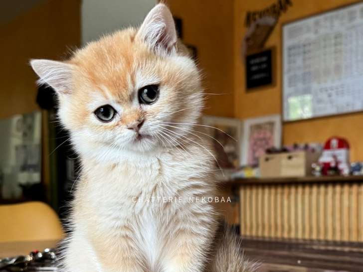 Superbe chaton British Shorthair black golden shell à vendre