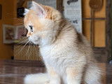 Superbe chaton British Shorthair black golden shell à vendre