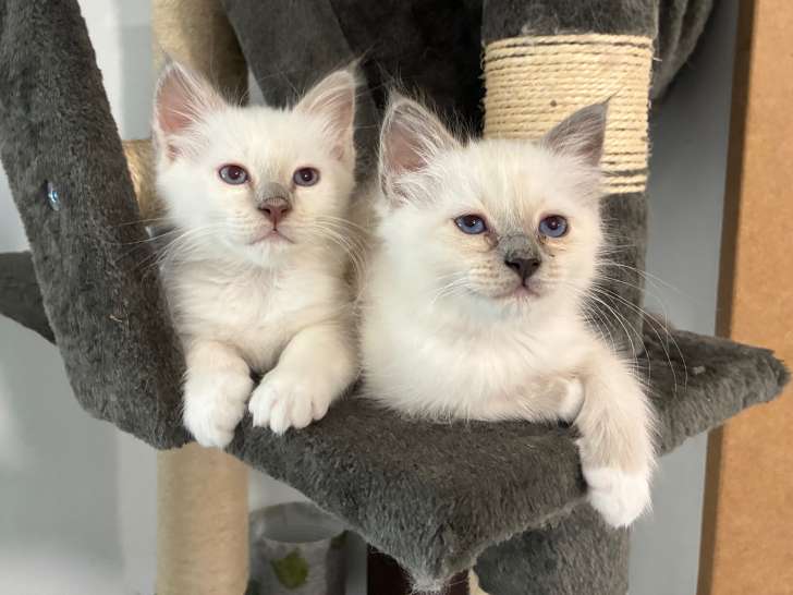Chatons de race Sacré de Birmanie à vendre (1 femelle & 2 mâles)