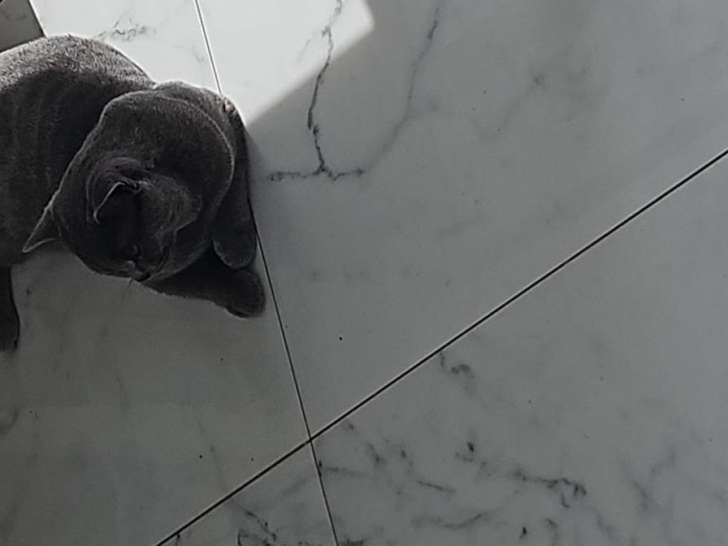Jeune chat British Shorthair à vendre