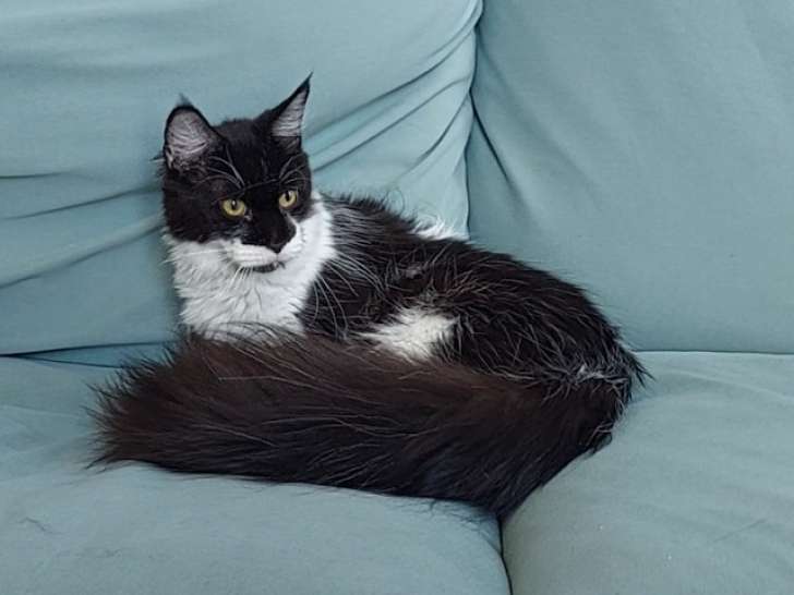 Maine Coon LOOF femelle à vendre